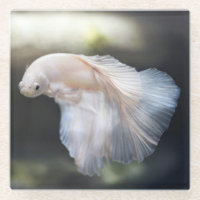 Schöner Weißsiameer Betta Fighting Fish
