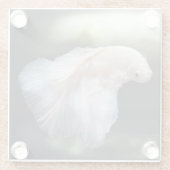 Schöner Weißsiameer Betta Fighting Fish Glasuntersetzer (Rückseite)