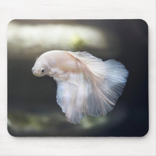Schöner Weißsiameer Betta Fighting Fish Mousepad (Vorne)