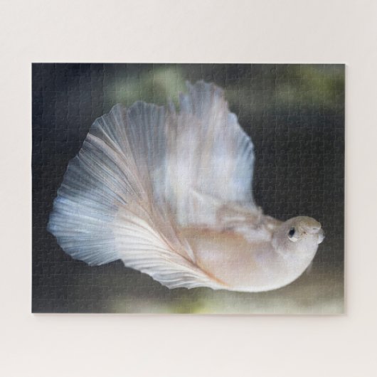 Schöner Weißsiameer Betta Fighting Fish Puzzle (Horizontal)