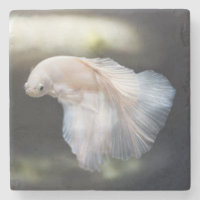 Schöner Weißsiameer Betta Fighting Fish