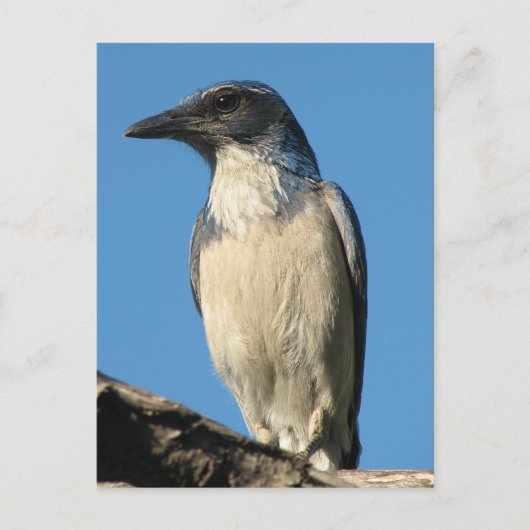 Schöner Western Scrub Jay Postkarte (Vorderseite)