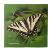 Schöner Western Tiger Frack Butterfly Fliese (Vorderseite)