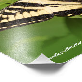 Schöner Western Tiger Frack Butterfly Fotodruck (Ecke)