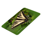 Schöner Western Tiger Frack Butterfly Magnet (Linke Seite)