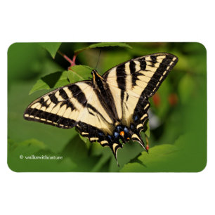 Schöner Western Tiger Frack Butterfly Magnet
