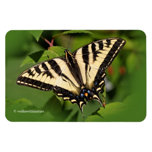Schöner Western Tiger Frack Butterfly Magnet (Horizontal)