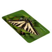 Schöner Western Tiger Frack Butterfly Magnet (Rechte Seite)