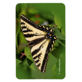 Schöner Western Tiger Frack Butterfly Magnet (Vertikal)