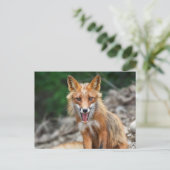 Schöner wilder Rotfuchs auf Steinen Postkarte (Stehend Vorderseite)