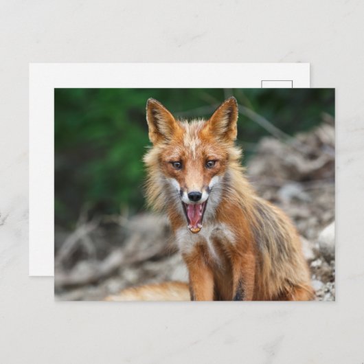 Schöner wilder Rotfuchs auf Steinen Postkarte (Vorne/Hinten)