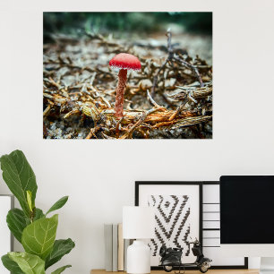 Schöner Wildpilz auf einem Herbstfeld Fotodruck