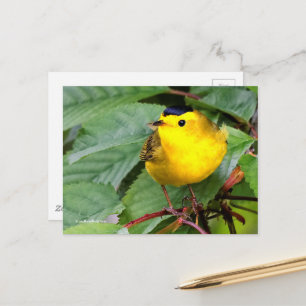 Schöner Wilson's Warbler Songbird in Cherry Tree Postkarte