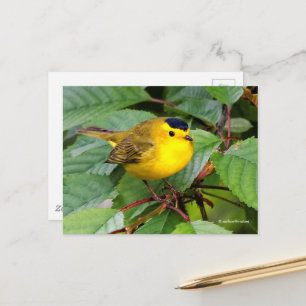 Schöner Wilson's Warbler Songbird in Cherry Tree Postkarte
