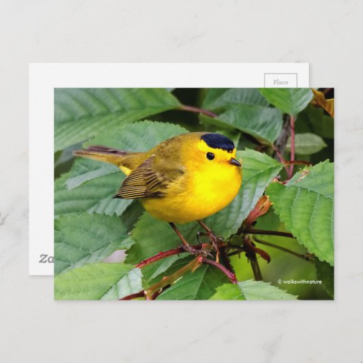 Schöner Wilson's Warbler Songbird in Cherry Tree Postkarte (Vorne/Hinten)