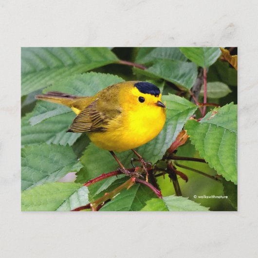 Schöner Wilson's Warbler Songbird in Cherry Tree Postkarte (Vorderseite)