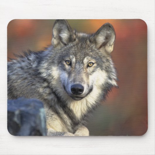 Schöner Wolf Mousepad (Vorne)