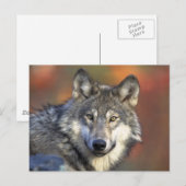 Schöner Wolf Postkarte (Vorne/Hinten)