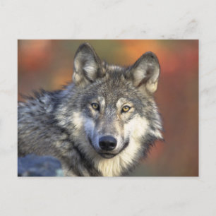 Schöner Wolf Postkarte