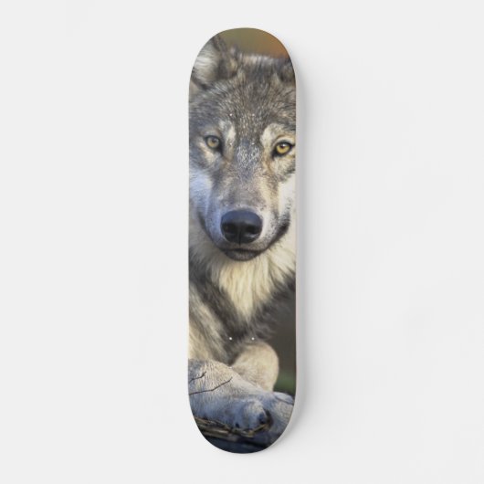 Schöner Wolf Skateboard (Vorderseite)