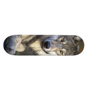 Schöner Wolf Skateboard