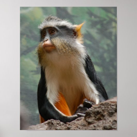 Schönes Affenportrait-Profil Poster (Vorne)