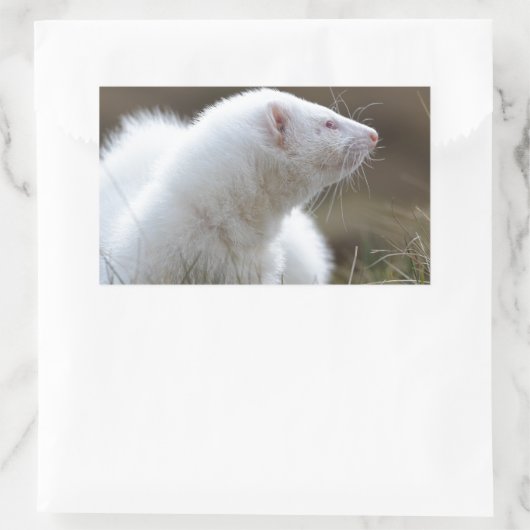 Schönes Albino Ferret Rechteckiger Aufkleber (Tasche)