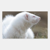 Schönes Albino Ferret Rechteckiger Aufkleber (Vorderseite)