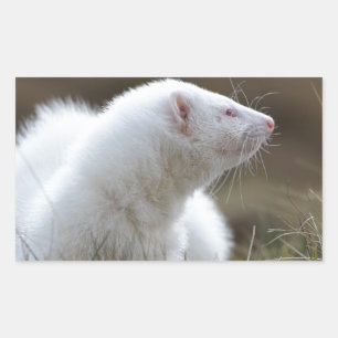 Schönes Albino Ferret Rechteckiger Aufkleber