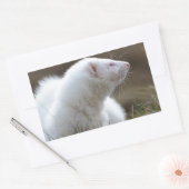 Schönes Albino Ferret Rechteckiger Aufkleber (Umschlag)