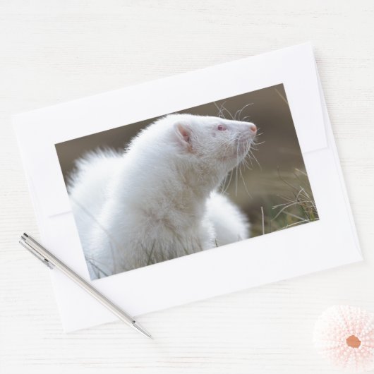 Schönes Albino Ferret Rechteckiger Aufkleber (Umschlag)