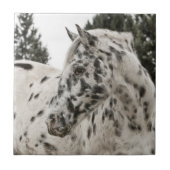 Schönes Appaloosa Pferd Fliese (Vorderseite)