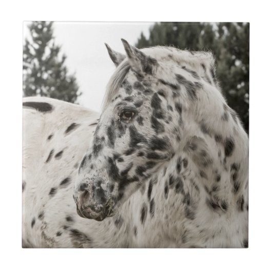 Schönes Appaloosa Pferd Fliese (Vorderseite)