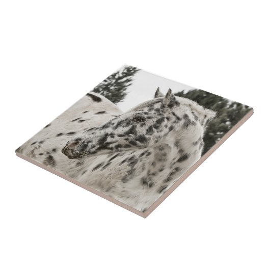 Schönes Appaloosa Pferd Fliese (Seite)
