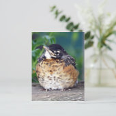 Schönes Baby Robin Postkarte (Stehend Vorderseite)
