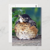 Schönes Baby Robin Postkarte (Vorne/Hinten)