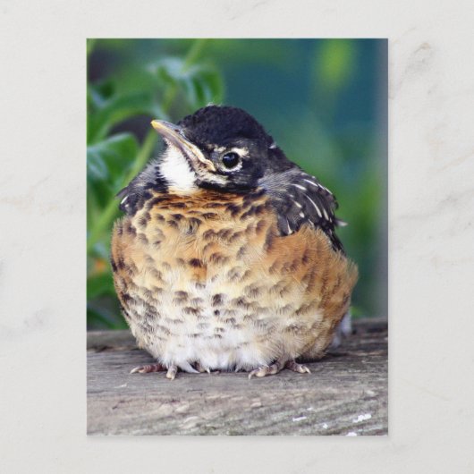 Schönes Baby Robin Postkarte (Vorderseite)