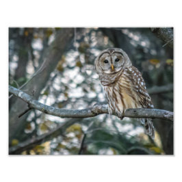 Schönes Barred Owl Foto drucken