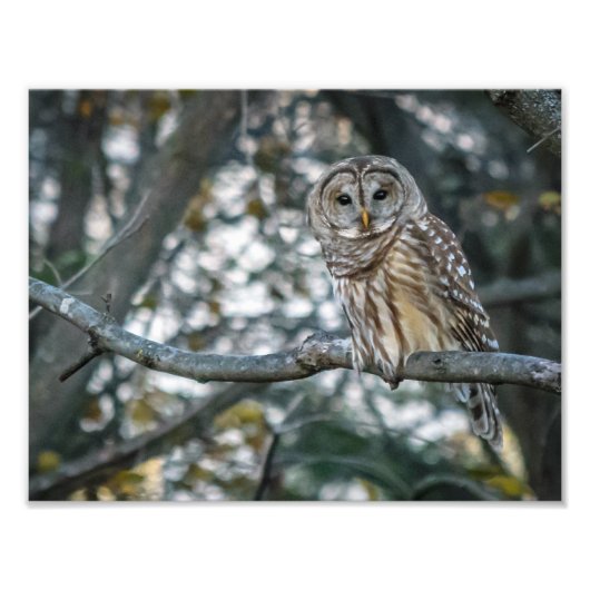 Schönes Barred Owl Foto drucken (Vorne)