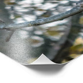 Schönes Barred Owl Foto drucken (Ecke)