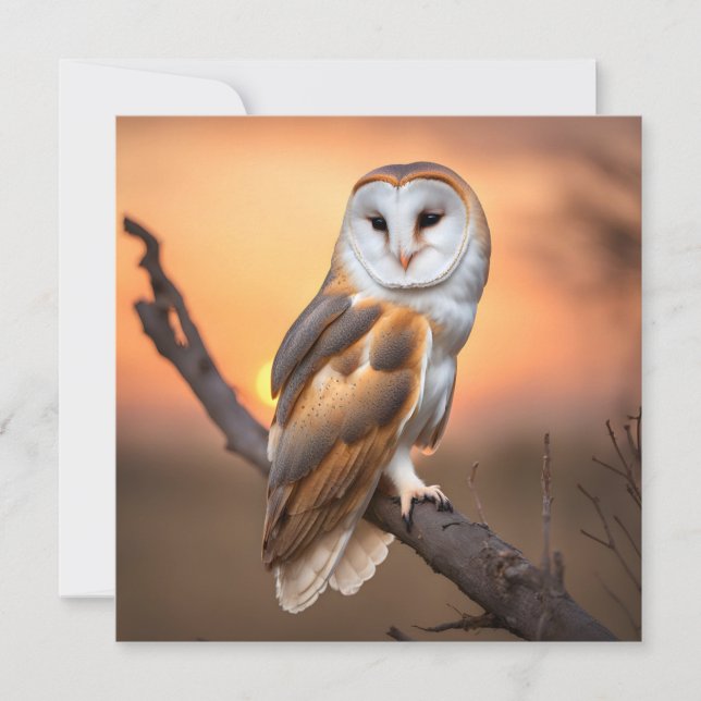 Schönes Barschuhn (Vorderseite)