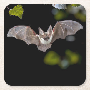 Schönes Bat Untersetzer Set