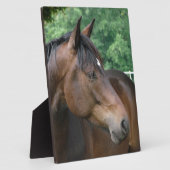 Schönes Bay Horse Fotoplatte (Seite)