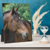 Schönes Bay Horse Fotoplatte (Seite)