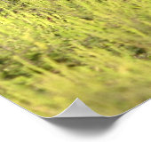 Schönes Bay Horse Poster (Ecke)