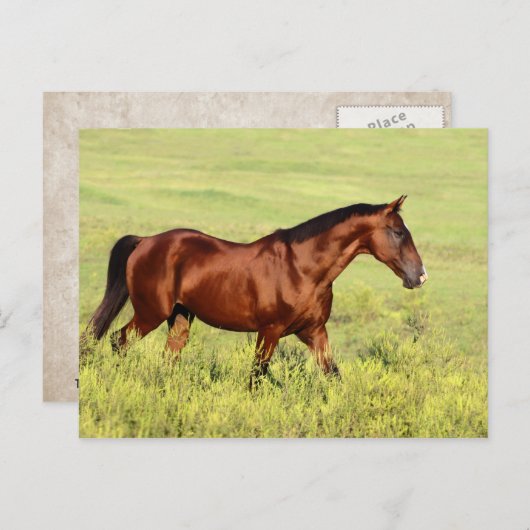 Schönes Bay Horse Postkarte (Vorne/Hinten)