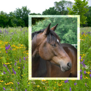Schönes Bay Horse Postkarte