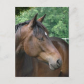 Schönes Bay Horse Postkarte (Vorderseite)