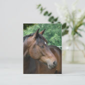 Schönes Bay Horse Postkarte (Stehend Vorderseite)