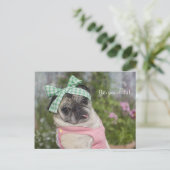 Schönes bekleidetes chinesisches Mops-Image Postkarte (Stehend Vorderseite)